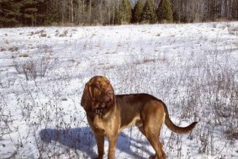 Bloodhound