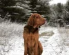 Bloodhound
