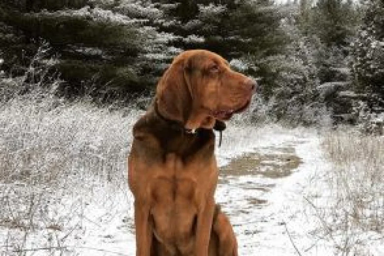 Bloodhound