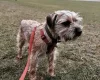 Border Terrier