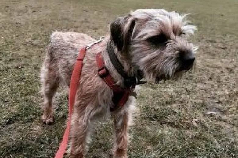 Border Terrier