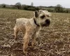 Border Terrier
