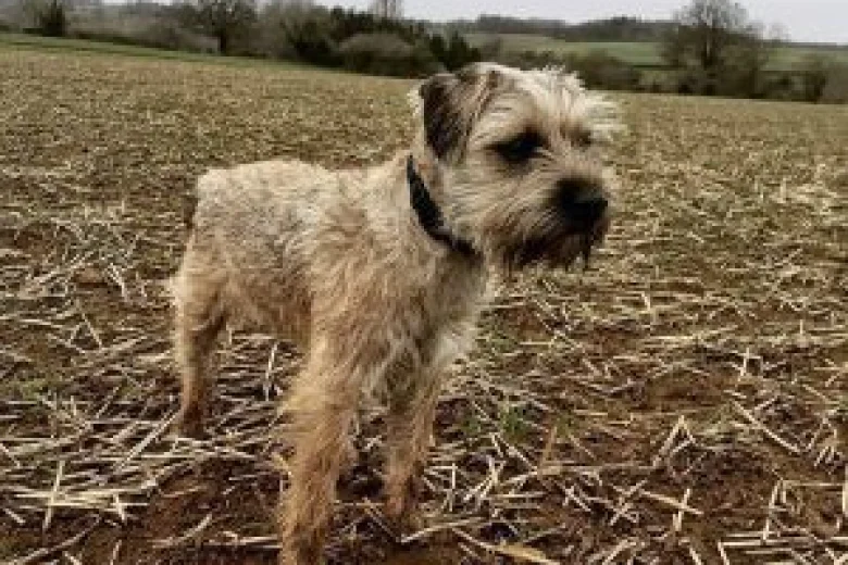 Border Terrier
