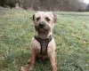 Border Terrier