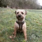 Border Terrier