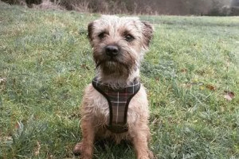 Border Terrier