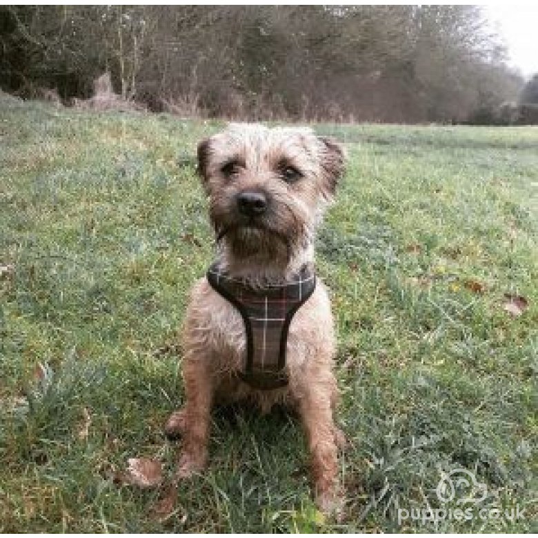 Border Terrier