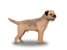 Border Terrier