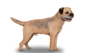 Border Terrier