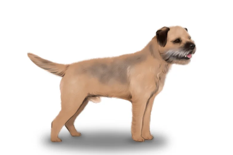Border Terrier