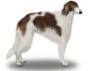 Borzoi