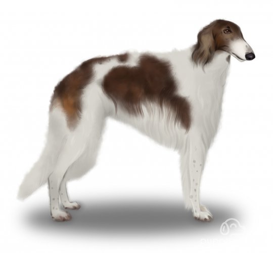 Borzoi