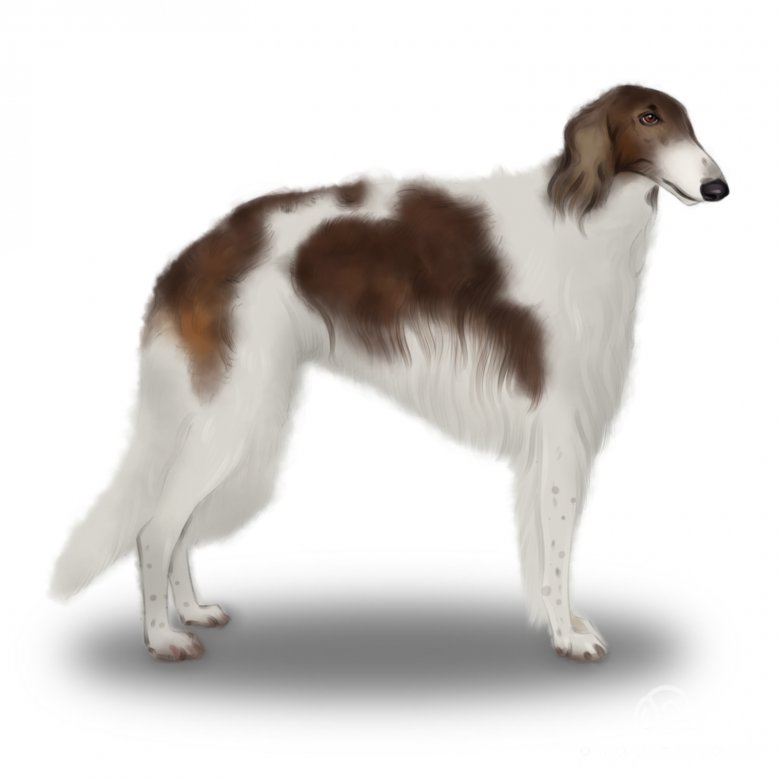 Borzoi