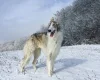Borzoi