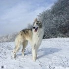 Borzoi