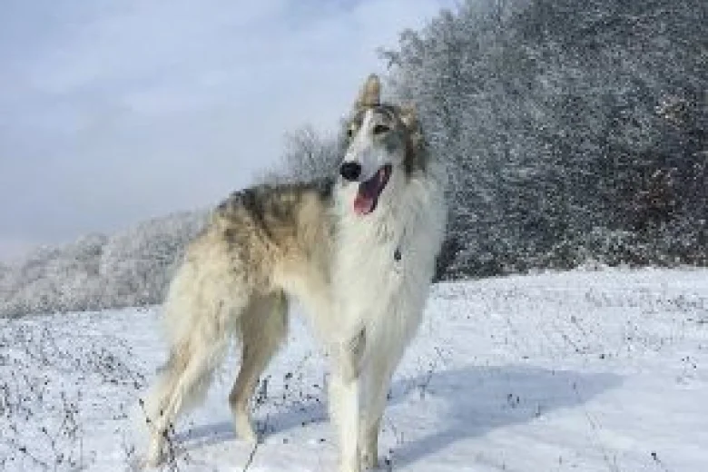 Borzoi