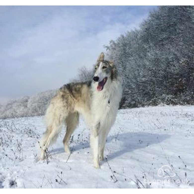 Borzoi