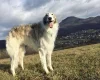Borzoi