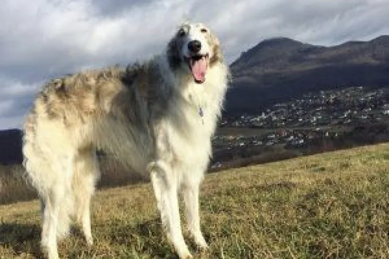 Borzoi