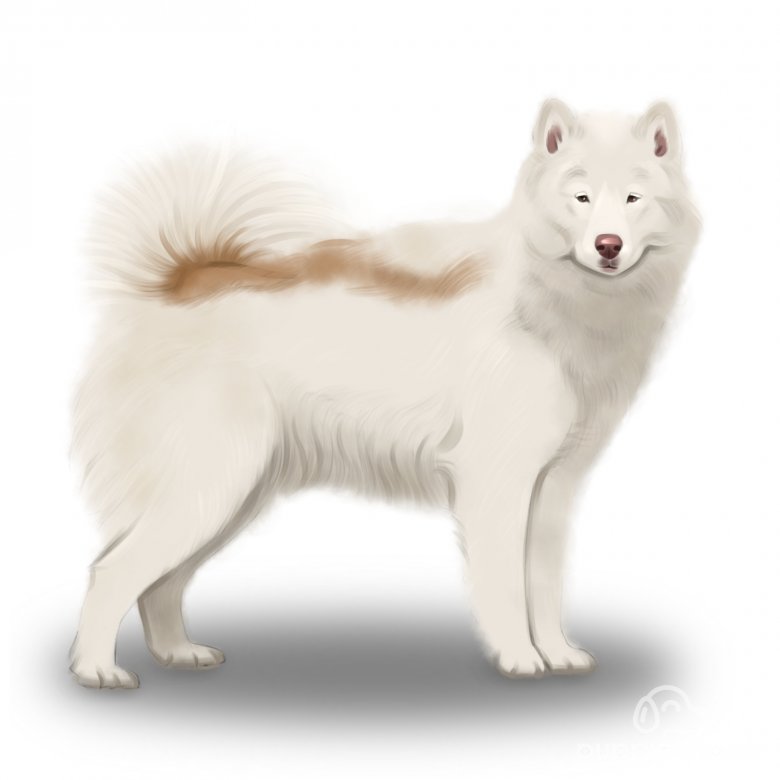 Canadian Eskimo Dog