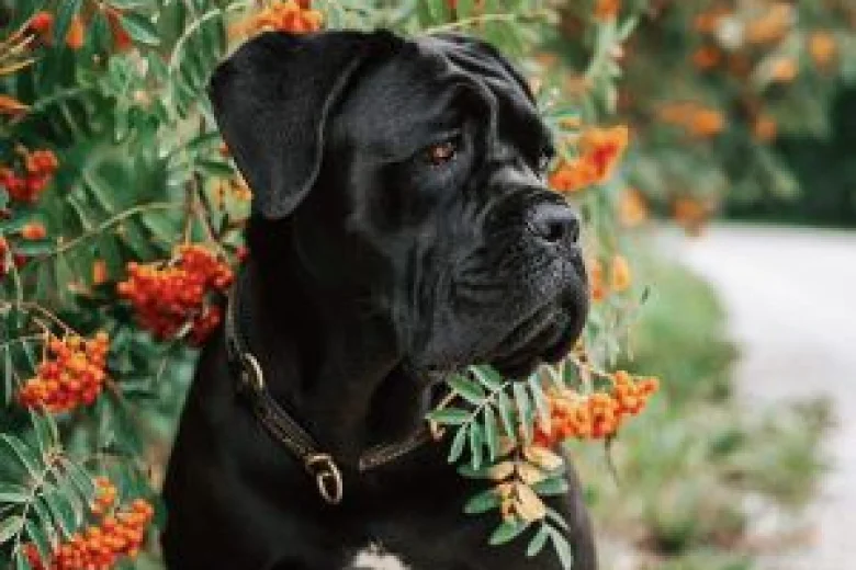 Cane Corso