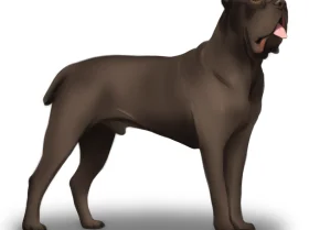 Cane Corso