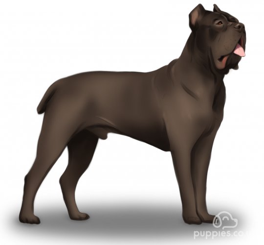 Cane Corso