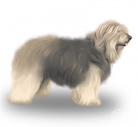 Catalan Sheepdog