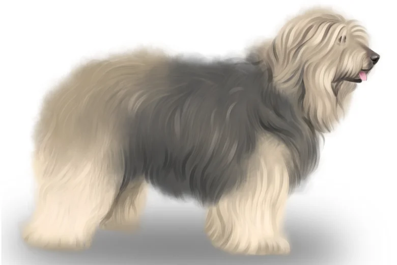 Catalan Sheepdog