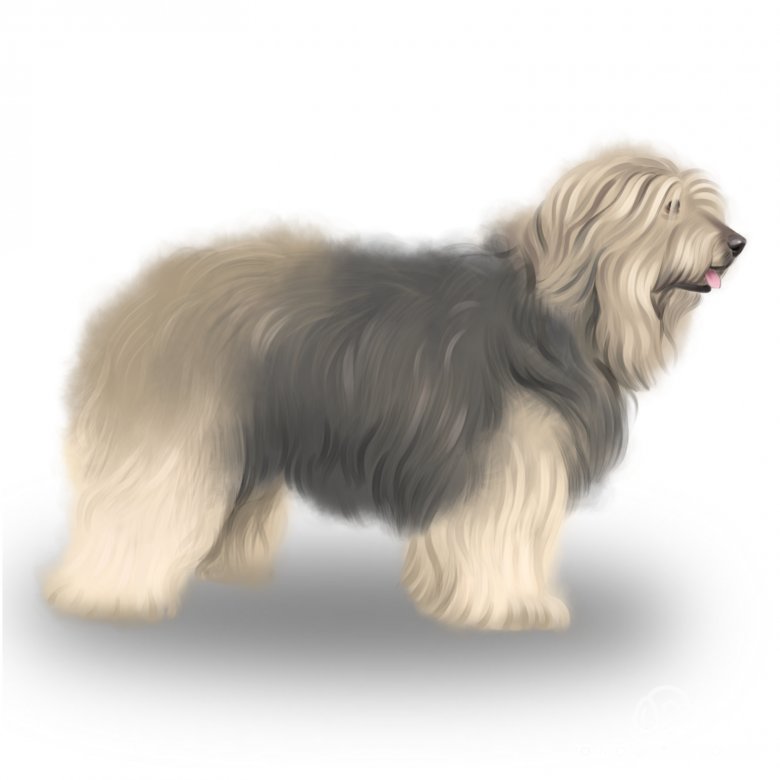 Catalan Sheepdog