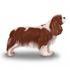 Cavalier King Charles Spaniel