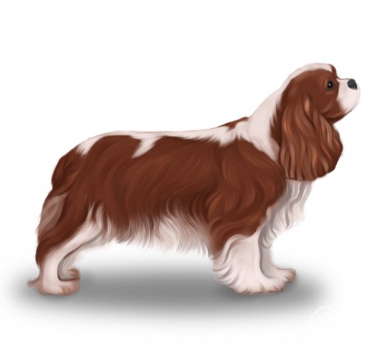 Cavalier King Charles Spaniel