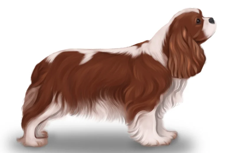 Cavalier King Charles Spaniel