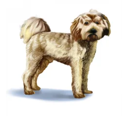 Cavapoo