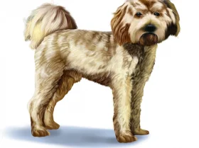 Cavapoo