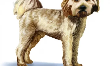 Cavapoo