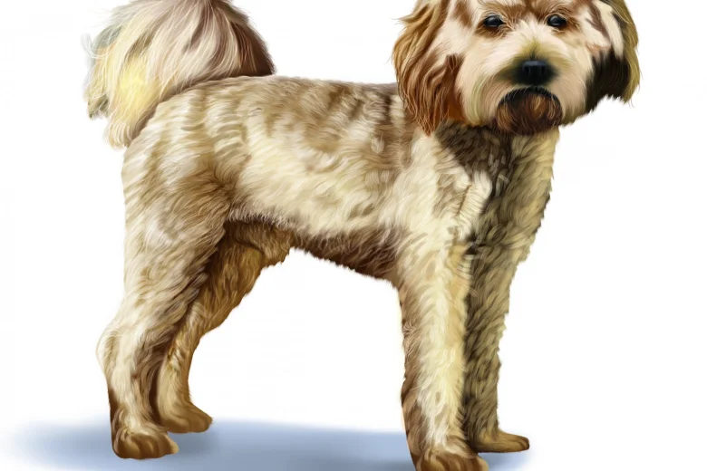 Cavapoo