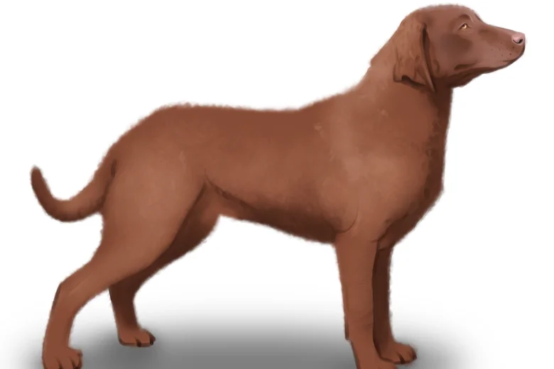Chesapeake Bay Retriever