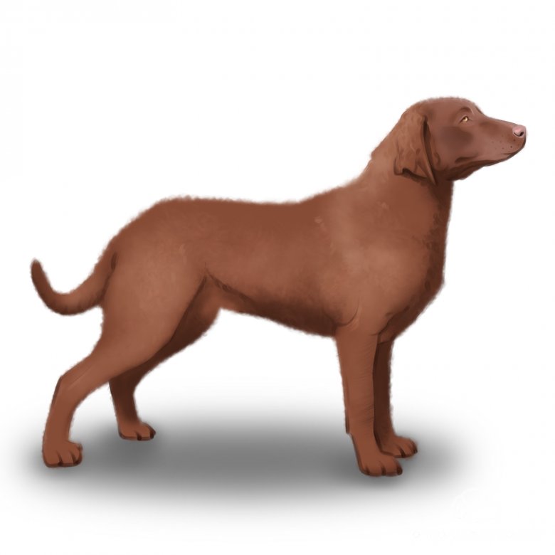 Chesapeake Bay Retriever