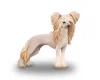 Chinese Crested
