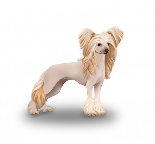 Chinese Crested