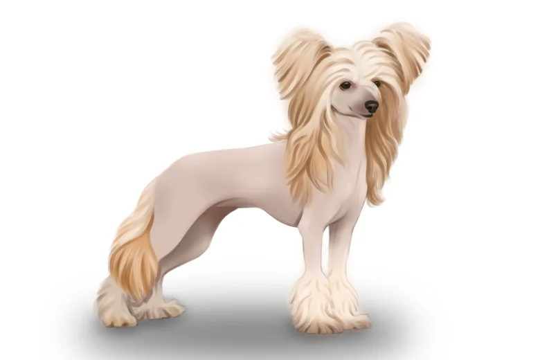 Chinese Crested