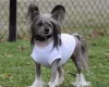Chinese Crested