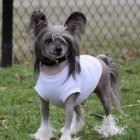 Chinese Crested