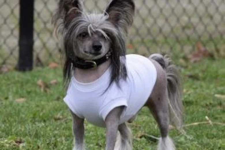 Chinese Crested