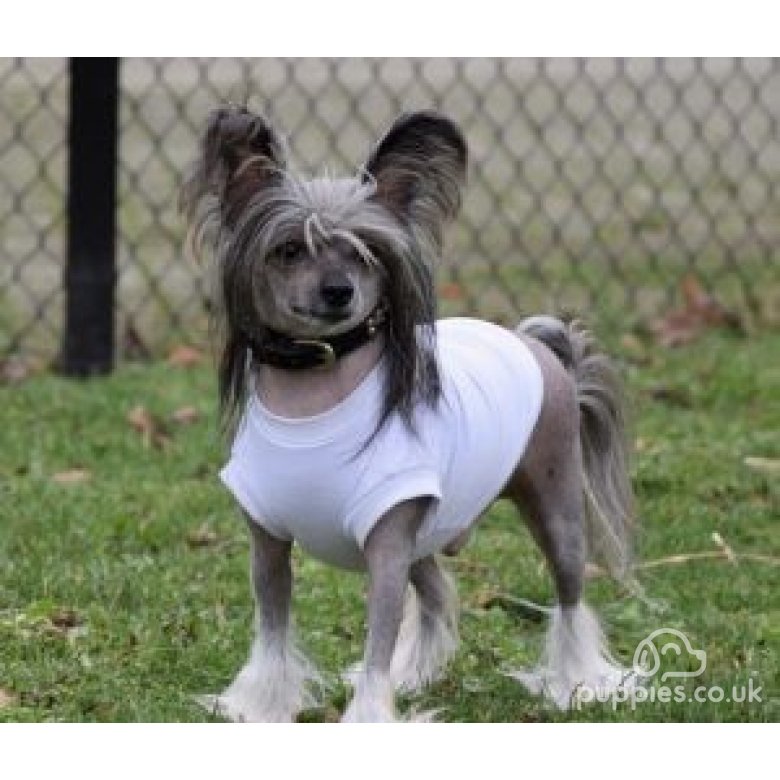 Chinese Crested