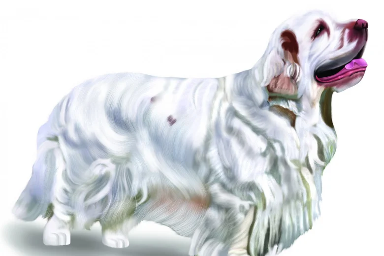Clumber Spaniel