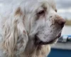 Clumber Spaniel