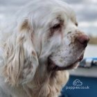 Clumber Spaniel