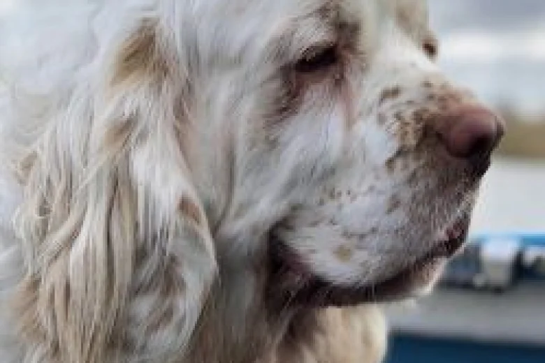 Clumber Spaniel